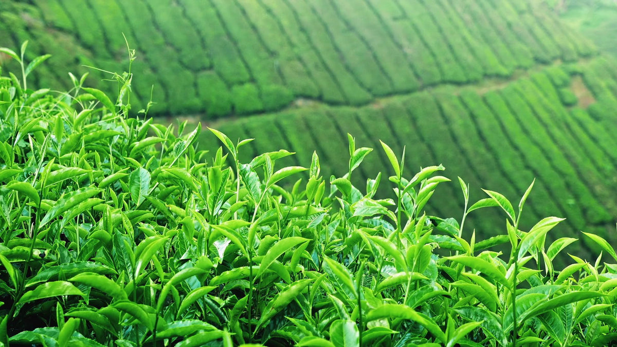 Tea Factory In Rivers State Russian River Tea Co